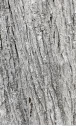 Photo Textures of Tree Bark